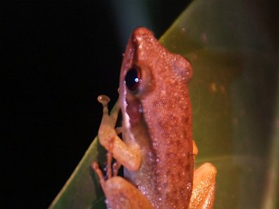 Frog (2)